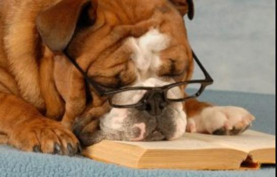 Puppy School in Perth - Ph. 61 8645 49318