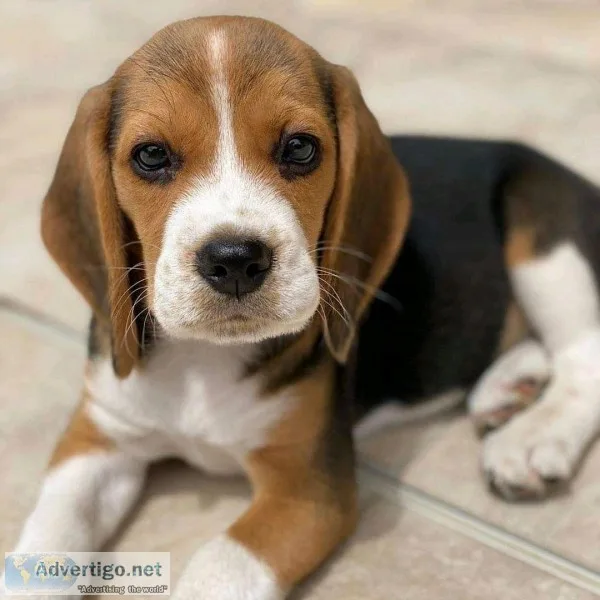 Beagle puppy