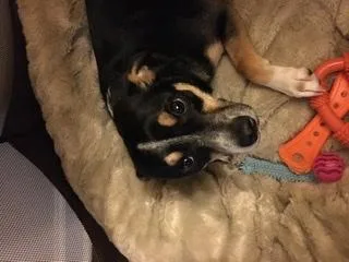 Free to good home Chihuahua mixed with terrier six months have a