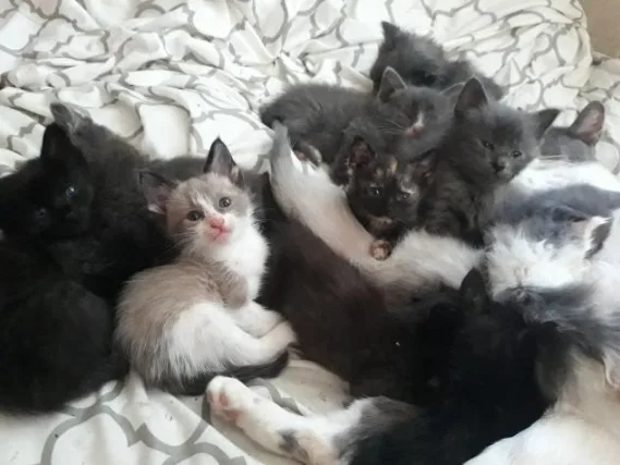 Free kittens