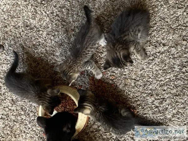 Free kittens