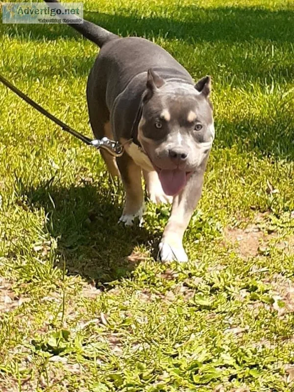 American bully