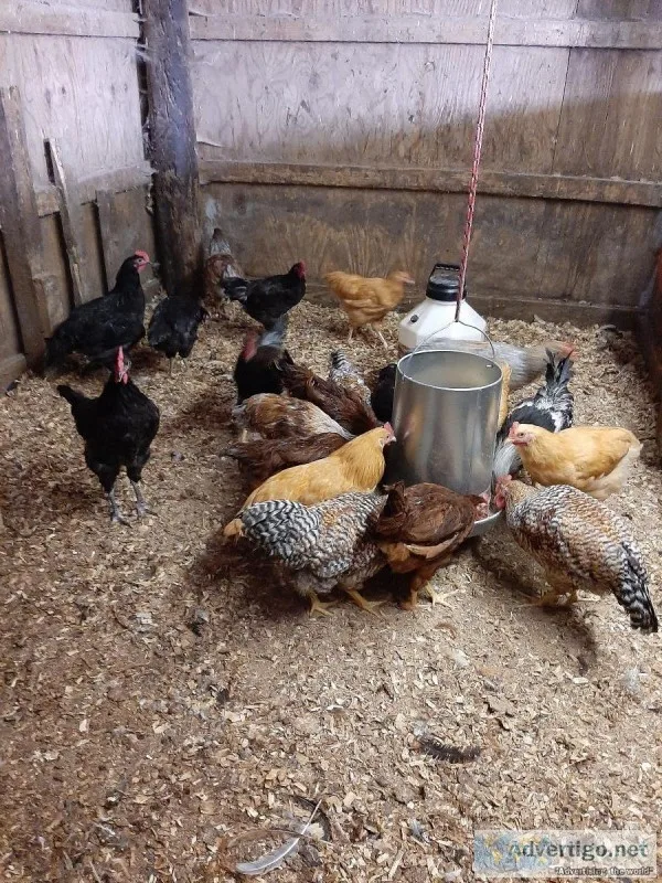 Roosters