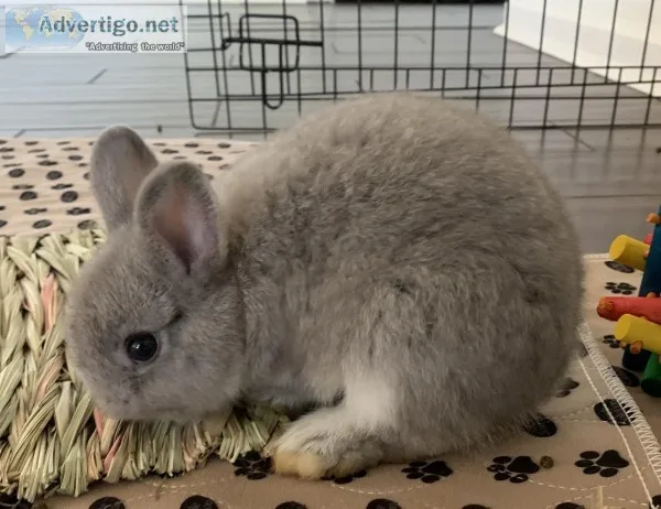 Bunny Netherland Dwarf