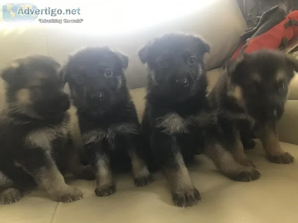 German Shepard puppies