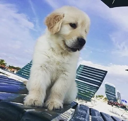 wholesome Golden retriever puppies available