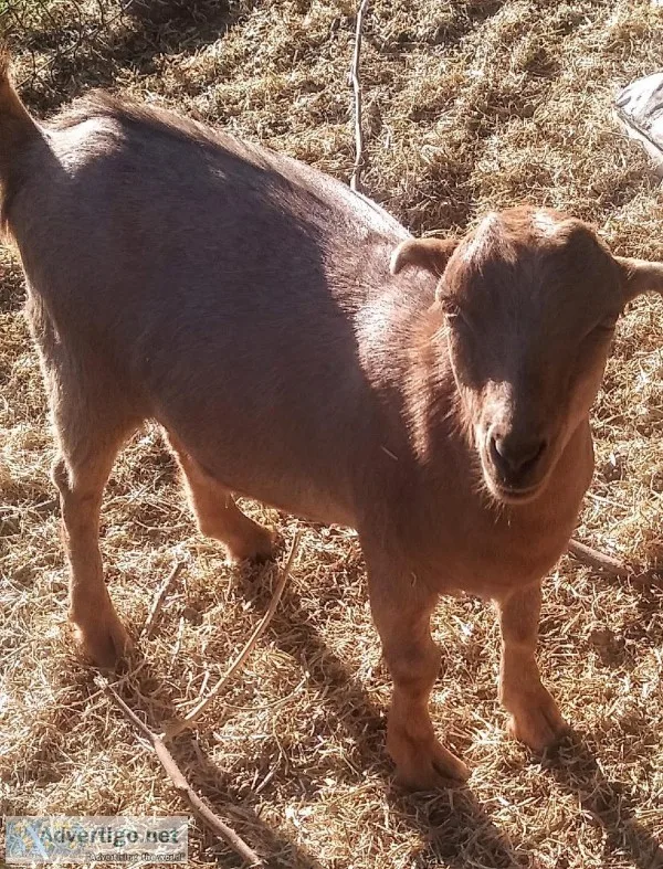 Friendly Lovable lamancha Does