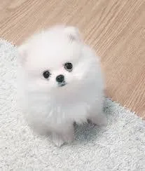 Pomeranian Pups