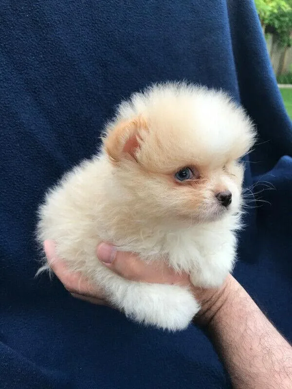 Super cute Pomeranian Puppies Available