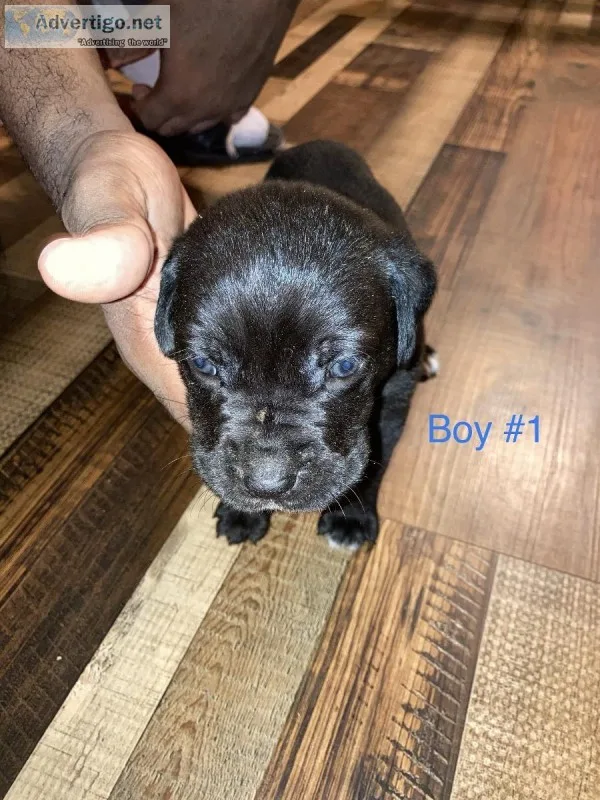 Cane corso puppies for sell