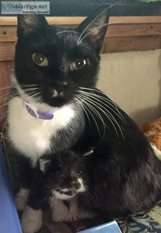Black and white cats