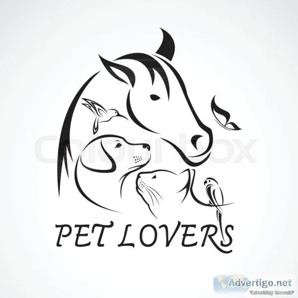 Pet Sitter available