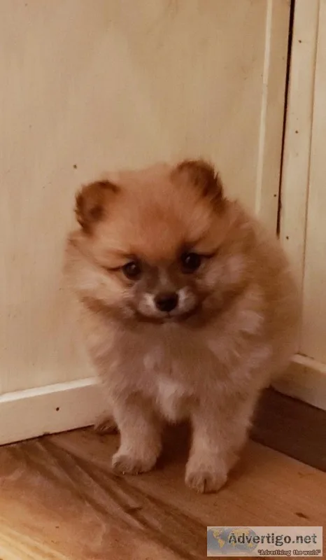 Ckc pomeranian