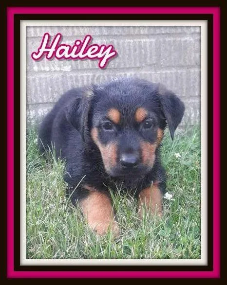 Hailey Female German Shepherd Rottweiler Mix