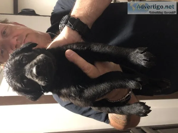 Free puppies