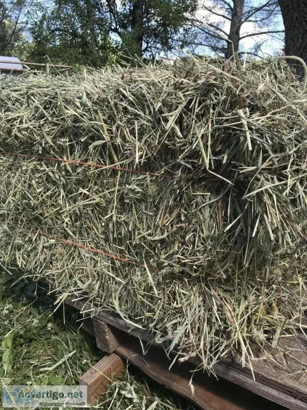 Timothy hay for sale