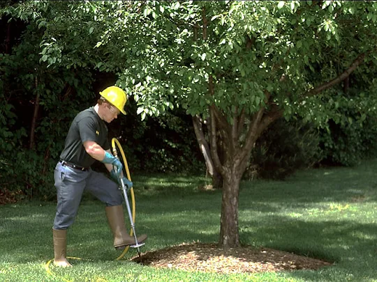 Tree Service in Roswell