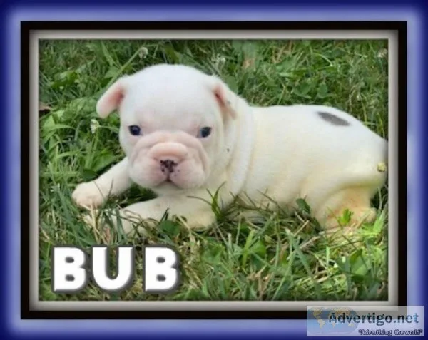 Bub ACA Male French Bulldog