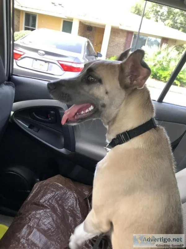 Female puppy