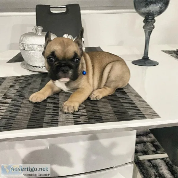 French bulldog