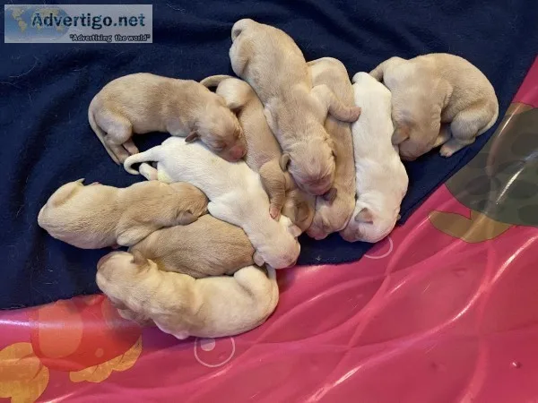 AKC Lab Puppies