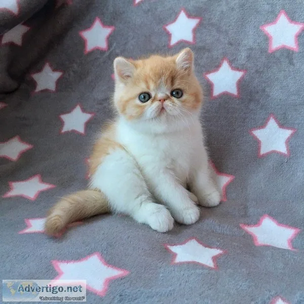 short hair kittens