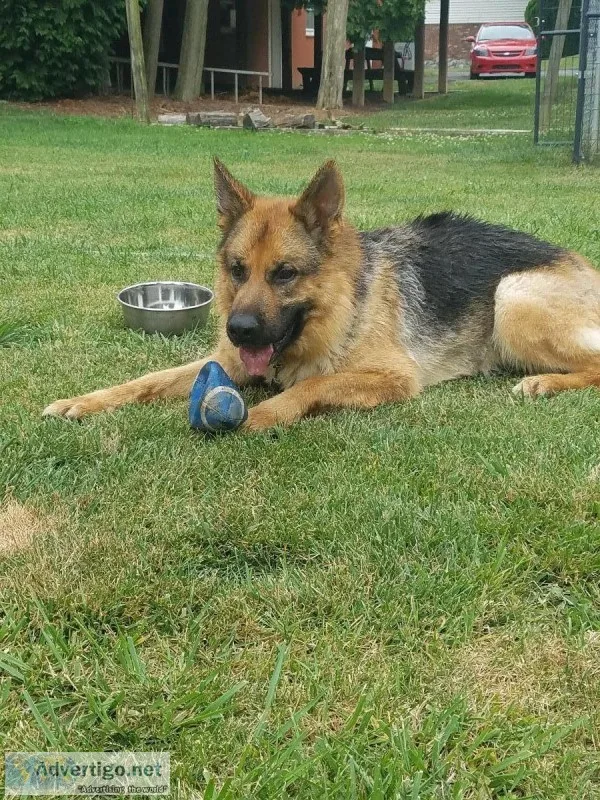 German Shepherd