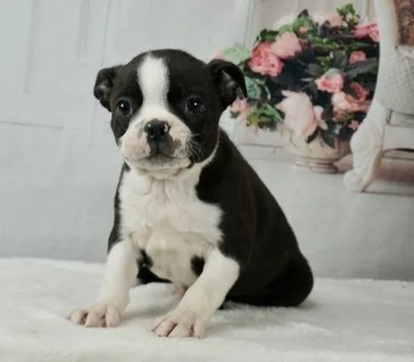 Understanding Boston terrier puppies ready