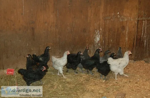 Roosters available 3 months old