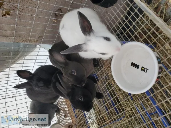 miniature Rex and Polish baby rabbits