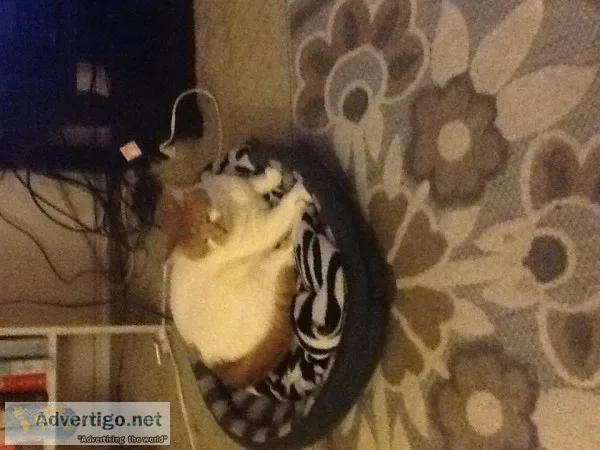 Free cat