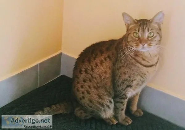 Ocicat