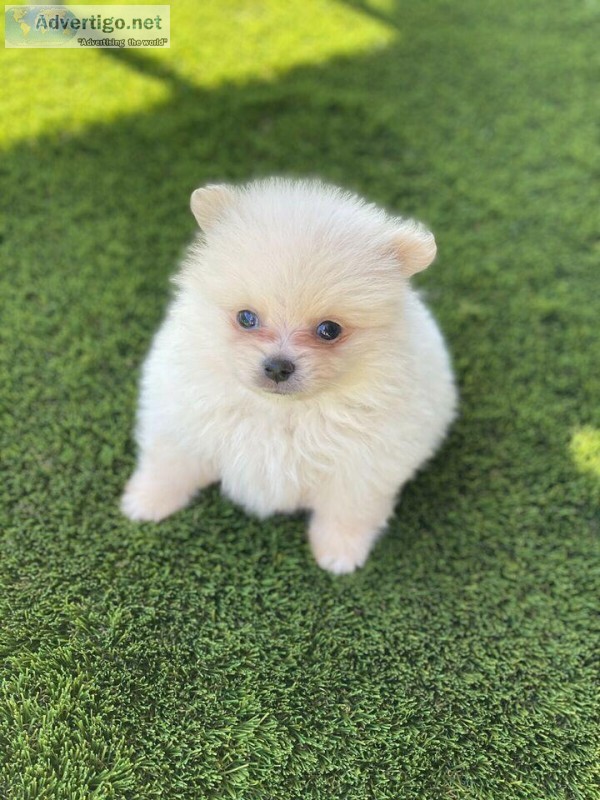 Charming and Cute Pomeranian Now Available