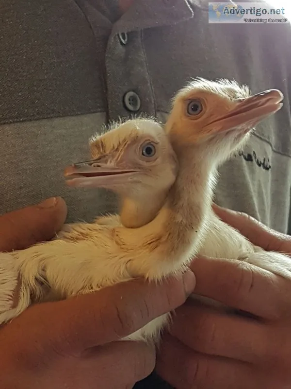 Rhea chicks for sale