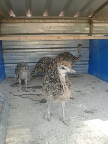 Ostrich chicks for sale