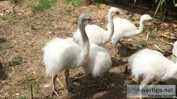 Rhea chicks for sale