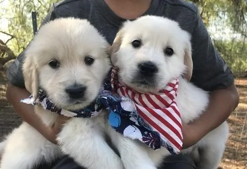 Golden retriever puppies ready