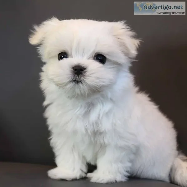 Sweet Charming Maltese Male pups available