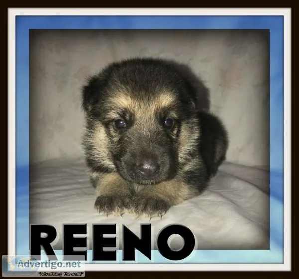 Reeno Male AKC German Shepherd