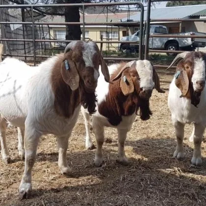 Registered boer goat doe for sale
