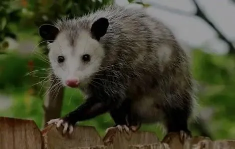 Possum Removal Service  Qpms.com.au
