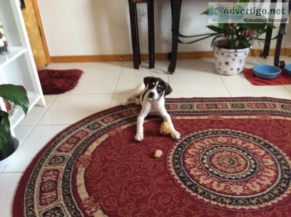 Beagleboxer mix(boggle)