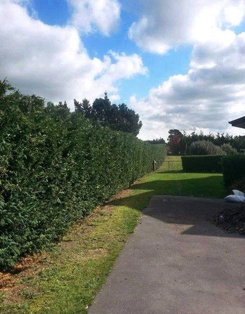 Tree Pruning Tree Topping and Hedge Trimming Canterbury