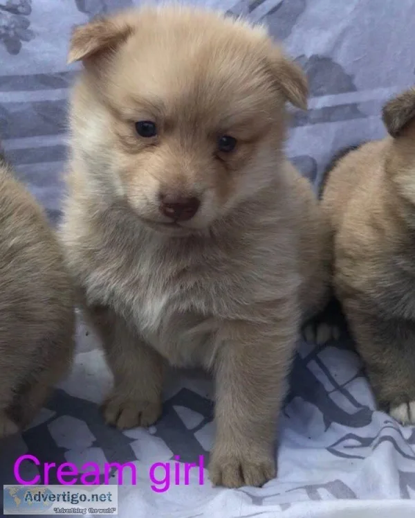 Stunning Pomsky Pups For Sale