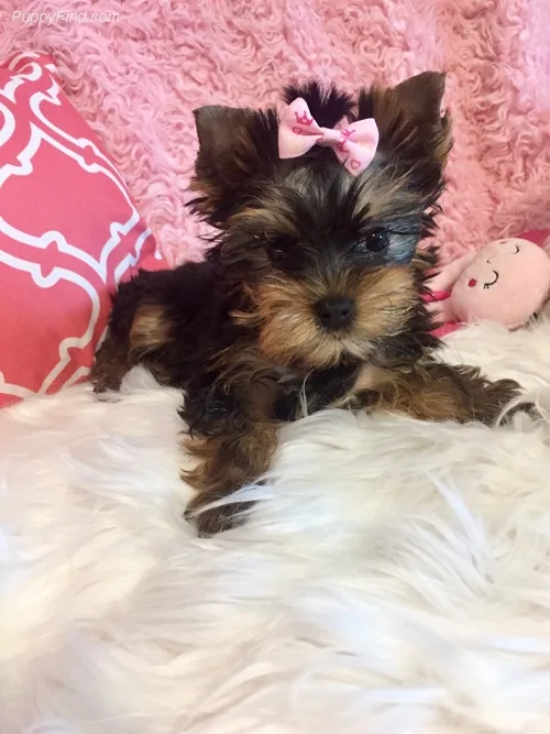 Male and a female and akc registered yorkie