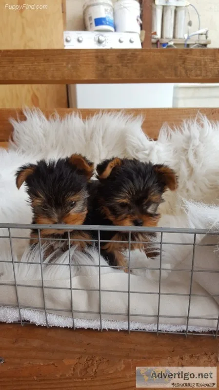 Male and a female and akc registered yorkie
