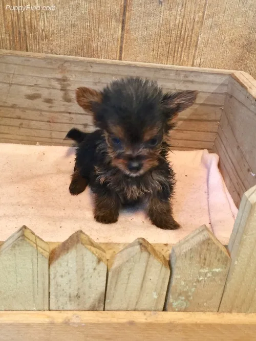 Beautiful yorkie puppies ready# 443-317-9174