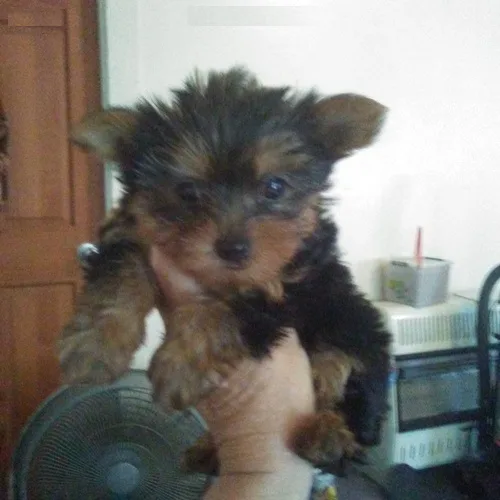 Home trained yorkie puppies # 443-317-9174