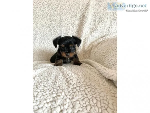 Amaizing male and female yorkie puppies