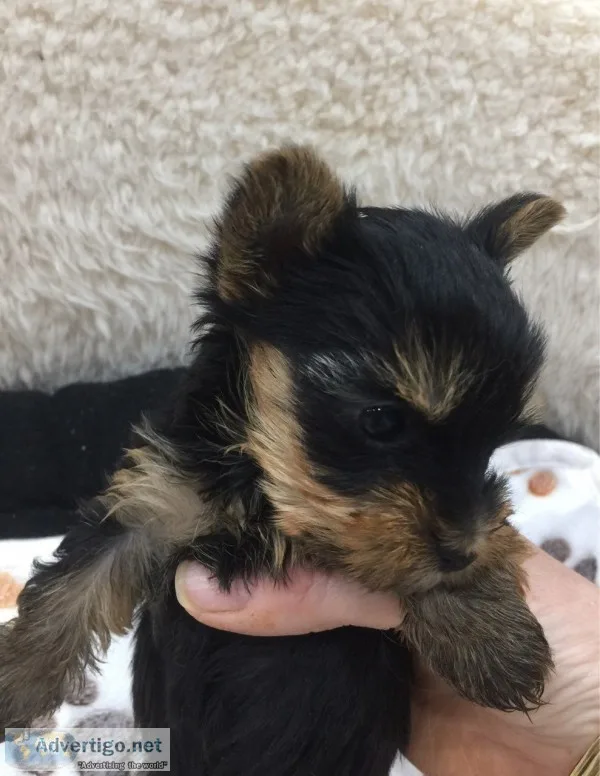 Yorkie puppies now ready for sale